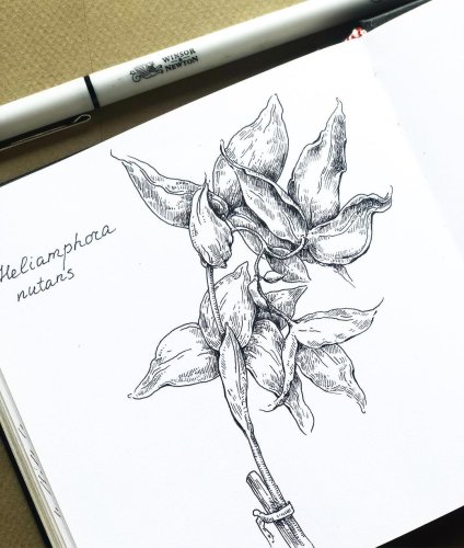 [Екатерина (Като) Иванникова] Ботаническая штрихов_0.jpg